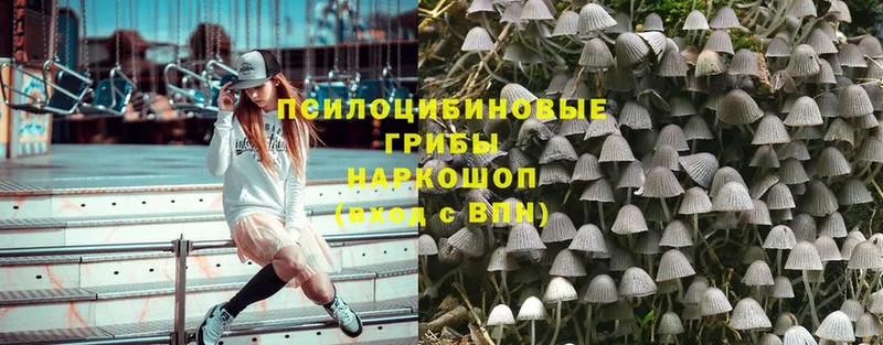 Псилоцибиновые грибы Psilocybine cubensis  Губаха 